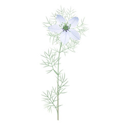 Nigella Sativa
