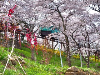  Cherry blossom in Funaoka Joshi Park in Miyagi prefecture, Japan
