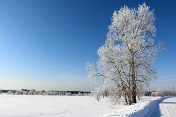 Fototapeta na wymiar Tree and snow in a winter day