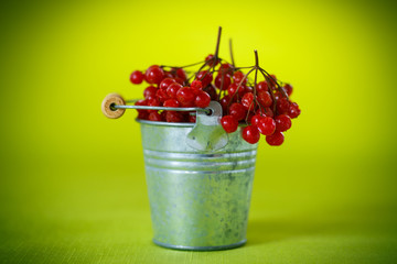 viburnum in a bucket