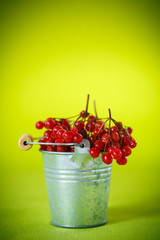 viburnum in a bucket