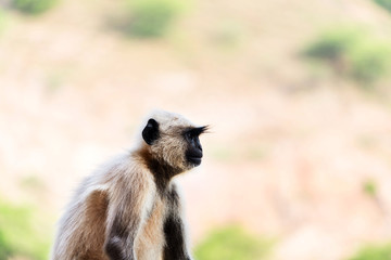 Portrait of a monkey Gray Langur in India