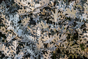 Interesting plant texture