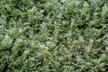 Interesting plant texture