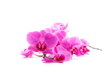 Fototapeta na wymiar pink stripy phalaenopsis orchid