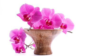 pink stripy phalaenopsis orchid