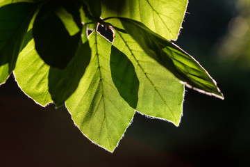 Backlit leaves