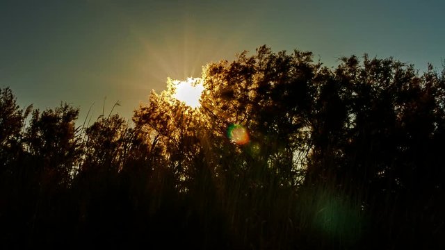 Sunbeams are seen behind trees and shrubs. Panoramic movement of sun backlight, with an aesthetical lens flare cruising the scene
