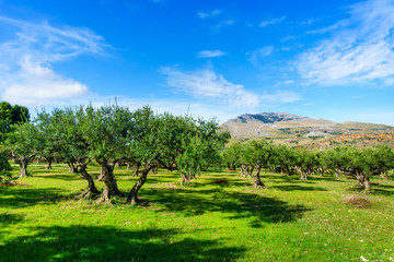 Naklejka premium a green valley with olive trees at Sicily