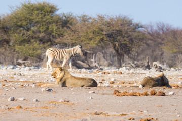 Plakat Two young male lazy Lions lying down on the ground. Zebra (defocused) walking undisturbed in the background. Wildlife safari in the Etosha National Park, main tourist attraction in Namibia, Africa.