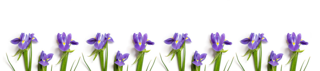 fresh burgundy irises