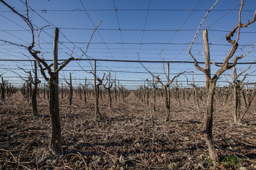 Vigneto spoglio dopo la potatura invernale