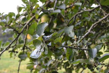 Apple tree branch and apples