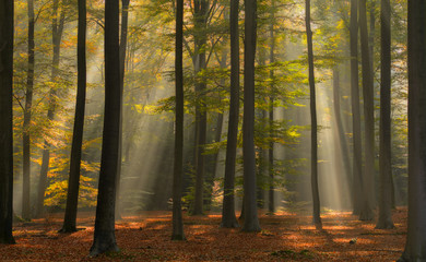 Fototapeta premium Beautiful autumn colors and light in a Dutch forest.