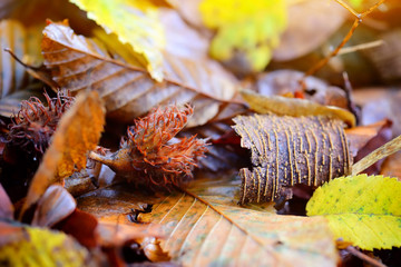 Beech nuts lying on fallen leaves in the forest. Autumn is time