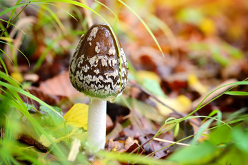 Autumn mushroom (Coprinopsis picacea) in the forest