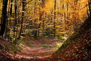 Beautiful day in the autumn forest with sun rays