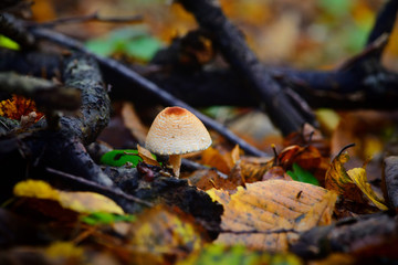 A poisonous mushroom between colorful leaves in autumn forest