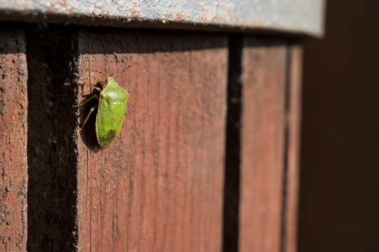 Cimice verde posato su vecchie imposte di legno