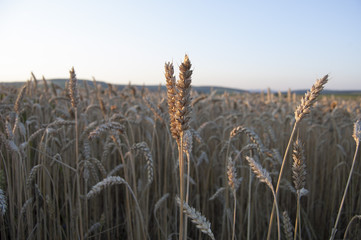 Corn