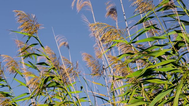 Wild canes spread the seeds of their plumes moved by wind, on blue sky. Energy crops