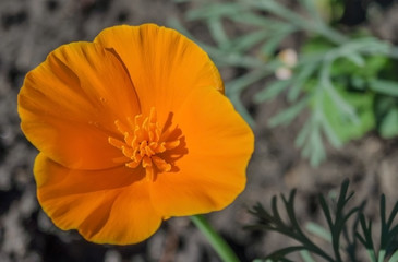 flower close up