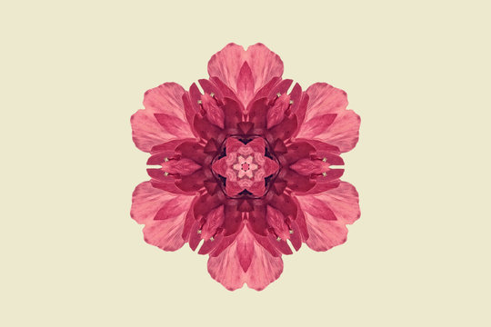 Pink symmetrical flower on white
