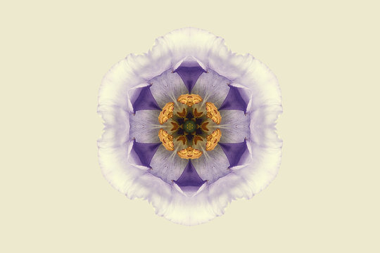 Purple and yellow symmetrical flower