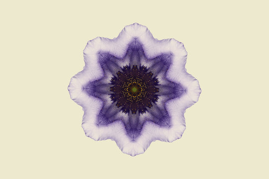 Close up of purple symmetrical flower
