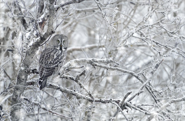 Great Grey Owl in winter © giedriius
