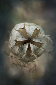 Nigella flower seed capsule, overhead view, close-up