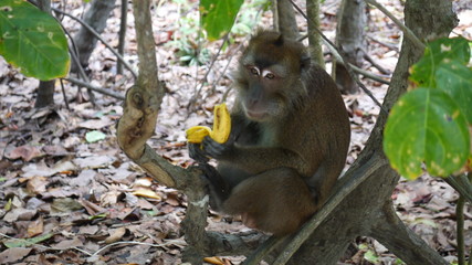Monkey holding a banana
