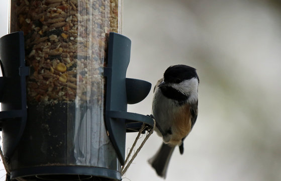 M&eacute;sange &agrave; t&ecirc;te noire