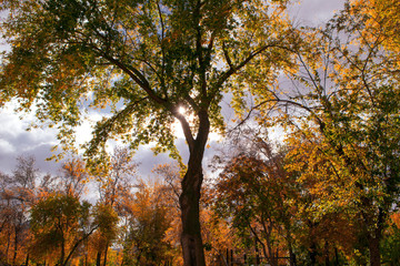Autumn forest in sunrise