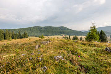 Obraz premium View to the carpathian mountains from forest