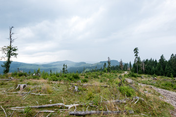 Fototapeta na wymiar View to the carpathian mountains from forest