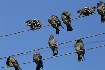 One pigeon in the flock is always on the lookout