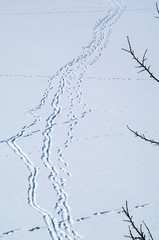 The chain of human footprints on the snow surface with tree branches in the foreground.