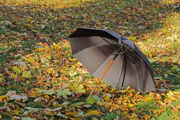 Black umbrella on yellow foliage in autumn park.
