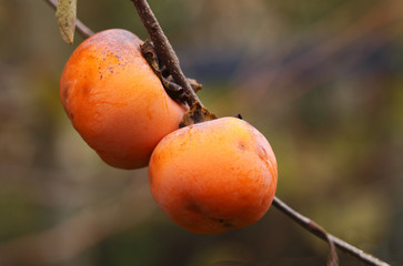 The persimmon that ripens on the branch