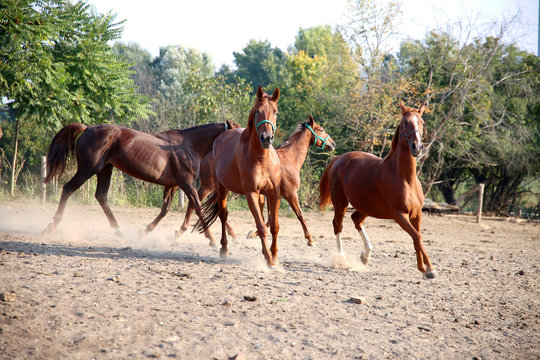 Purebred young hungarian gidran stallions canter in summer corra