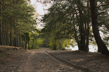 Road stretches along the lake through the forest