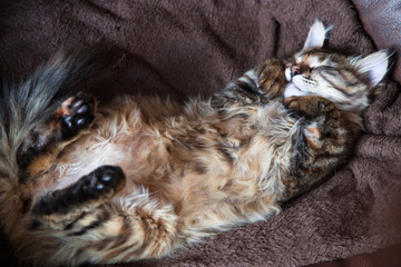 chat