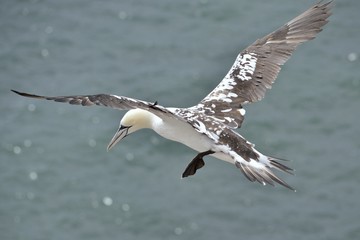 Basstölpel auf Helgoland