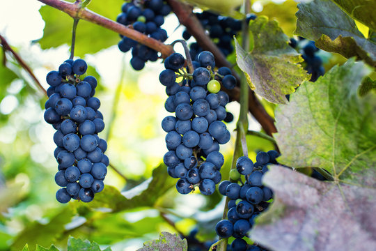 bunch of blue fresh sweet grapes hanging on a branch