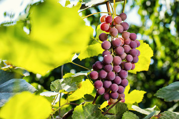 bunch of red fresh sweet grapes hanging on a branch