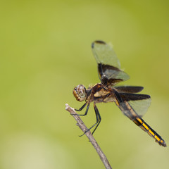 Widow dragonfly resting on a twig