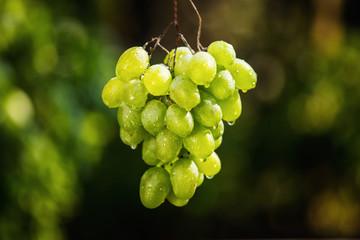 bunch of green fresh sweet grapes hanging on a branch