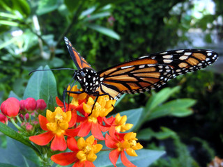Fototapeta na wymiar Monarch butterfly perched on vibrant red and yellow flowers macro