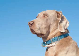 Beautiful Weimaraner dog against clear blue sky